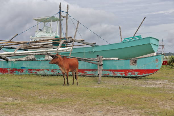 vaca vermelha amarrada entre barcos encalhados-poblacion barangay praia. sipalay-filipinas. 0396 - mastro peça de embarcação - fotografias e filmes do acervo