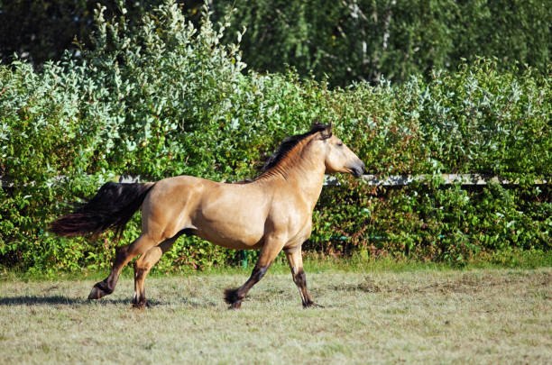 istock Paso Fino horse galloping in stud farm 944260156