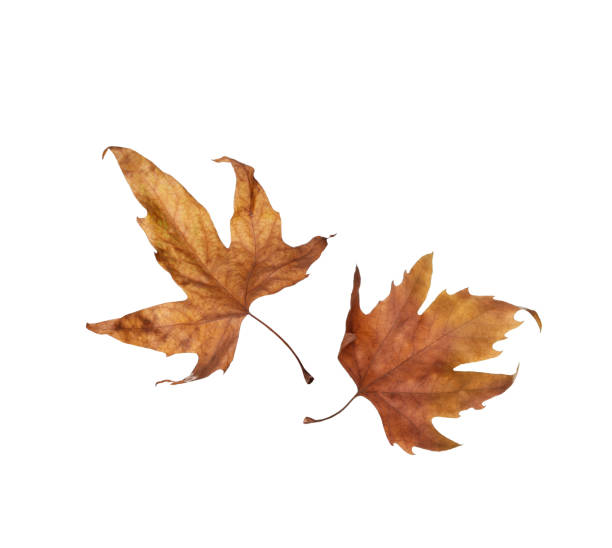istock Autumn maple leaves isolated on white background 944260804