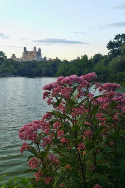istock Pink flowers in Central Park 944260872