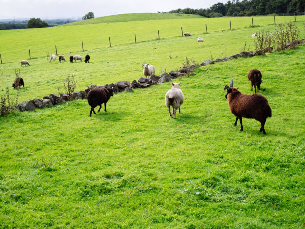 istock Sheep grazing grass in Scotland 944261492