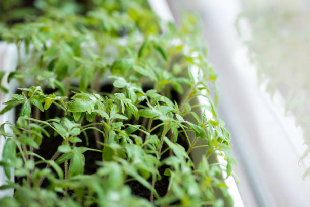 istock tomato seedlings growing in a greenhouse - selective focus, copy space 944261542