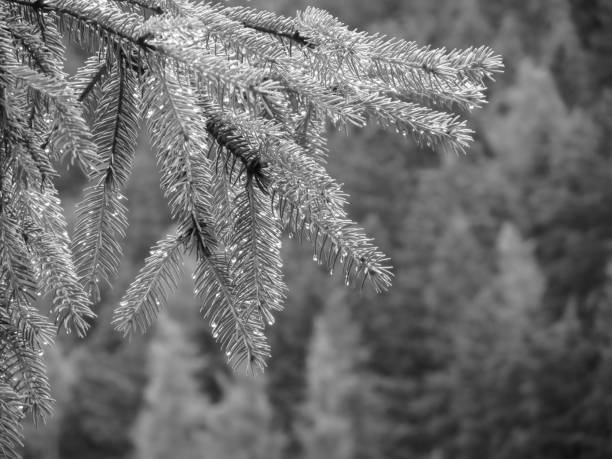 istock Fir tree branches dripping water drops against green background in a rainy day . Black and white photo 944266066