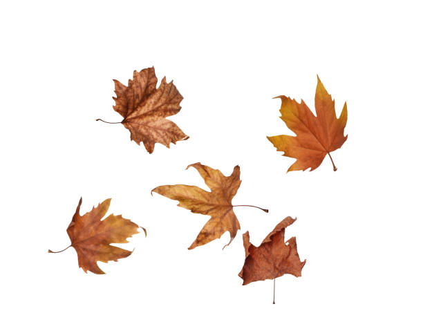 istock collage Autumn maple leaves isolated on white background 944266174