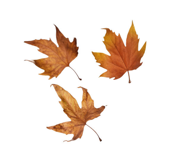 istock collage Autumn maple leaves isolated on white background 944266226