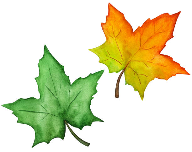 워터컬러 단풍 잎 - maple leaf green isolated stock illustrations