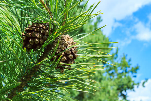 branche d’un pin - pinaceous photos et images de collection