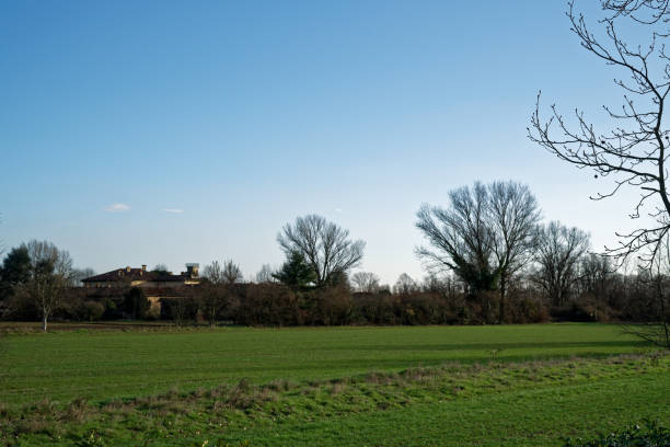 istock Trees and trees trunk in the field in sunny spring day, nature background 944267142