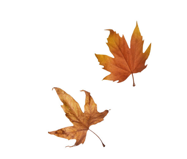 istock Autumn maple leaves isolated on white background 944267222