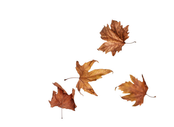 istock Autumn maple leaves isolated on white background 944267264
