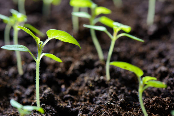 istock Seedlings of young plants 944267278