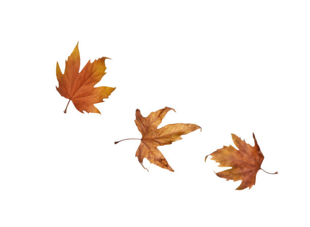istock Autumn maple leaves isolated on white background 944267282