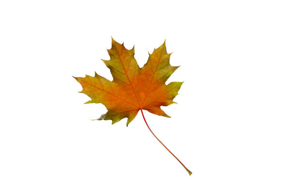 istock Autumn maple leaves isolated on white background 944267408