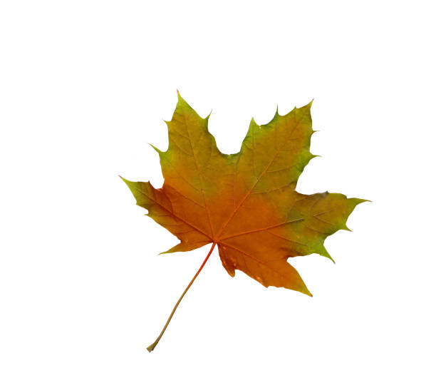 istock collage Autumn maple leaves isolated on white background 944267438