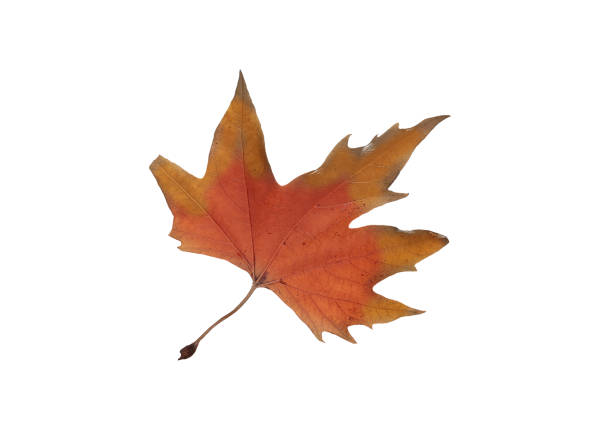istock Autumn maple leaves isolated on white background 944270034