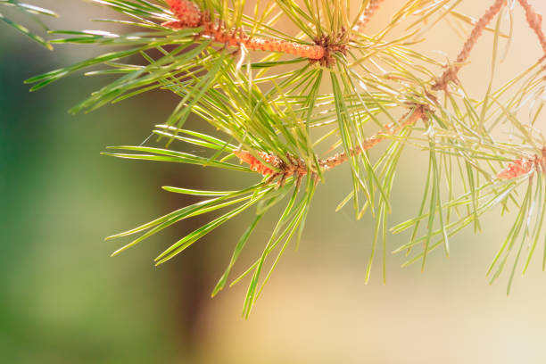 branche d’un pin - pinaceous photos et images de collection