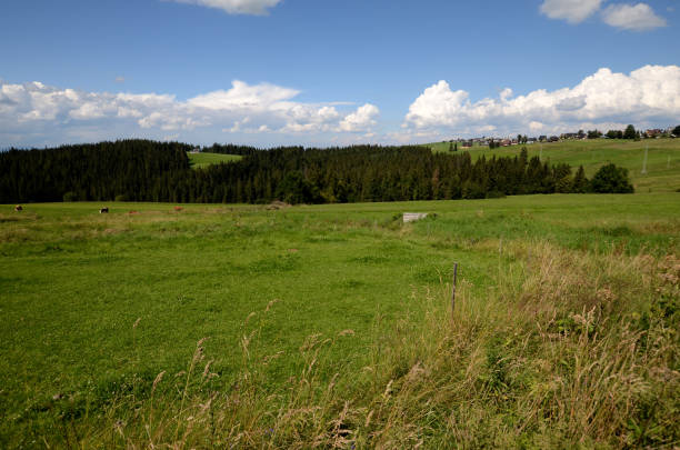 istock Meadow in the Tatra Mountains 944271006