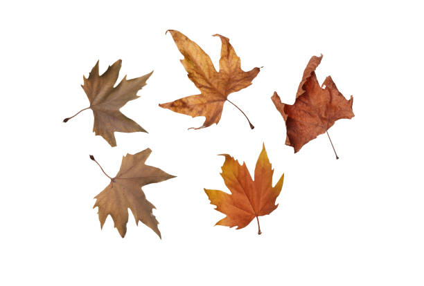 istock Autumn maple leaves isolated on white background 944271112