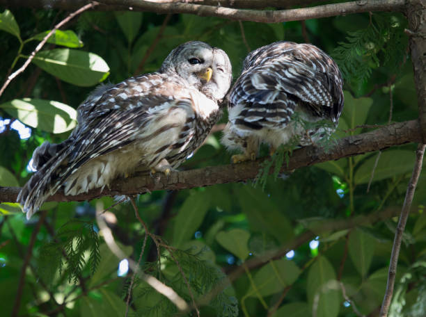 istock Barred owl couple 944271506