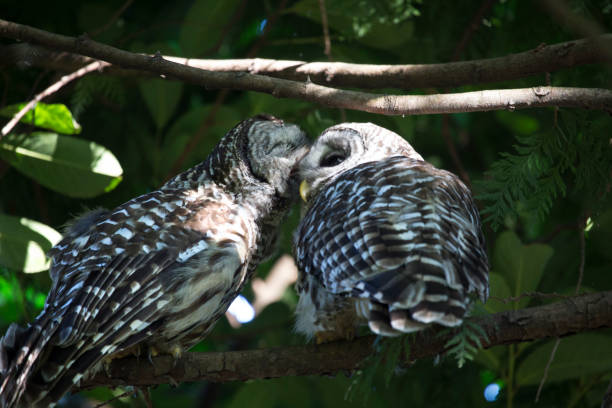 Barred owl couple