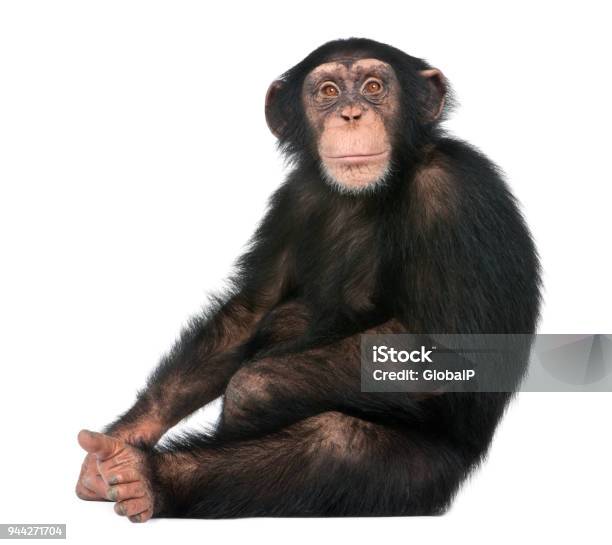 Giovane Scimpanzé Seduto Simia Troglodytes Di Fronte A Uno Sfondo Bianco - Fotografie stock e altre immagini di Scimpanzé