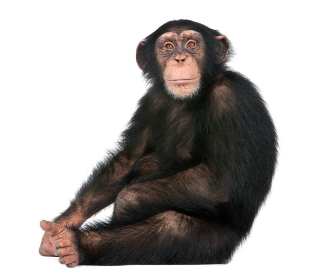 젊은 침팬지 앉아-흰색 배경 앞 simia 혈 거 생물은 (5 세) - 침팬지 뉴스 사진 이미지