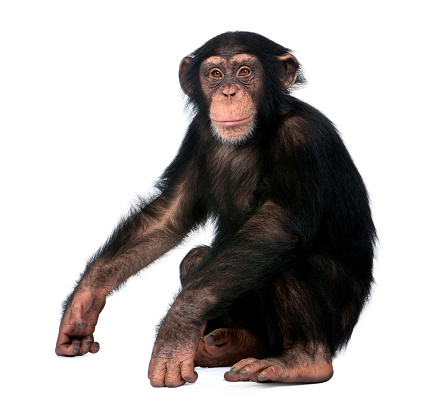 Sesión joven chimpancé - Simia troglodytes (5 años) delante de un fondo blanco photo