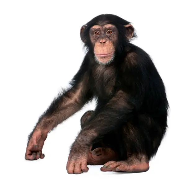 Photo of Young Chimpanzee sitting - Simia troglodytes (5 years old) in front of a white background