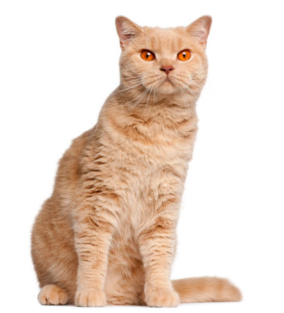 istock Ginger British Shorthair cat, 1 year old, sitting in front of white background 944272000