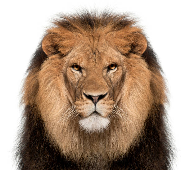 gros plan du lion, panthera leo, 8 ans, en face de fond blanc - lion mane strength male animal photos et images de collection