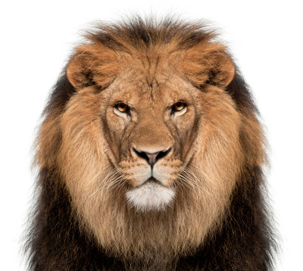 ライオン、ライオン、8 歳で、白い背景の前のクローズ アップ - lion mane strength male animal ストックフォトと画像