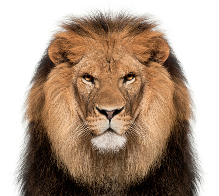 Close-up of lion, Panthera leo, 8 years old, in front of white background