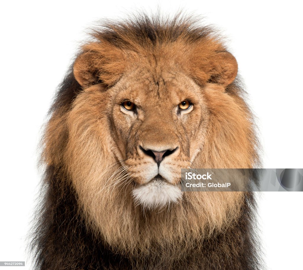 Close-up of lion, Panthera leo, 8 years old, in front of white background Lion - Feline Stock Photo