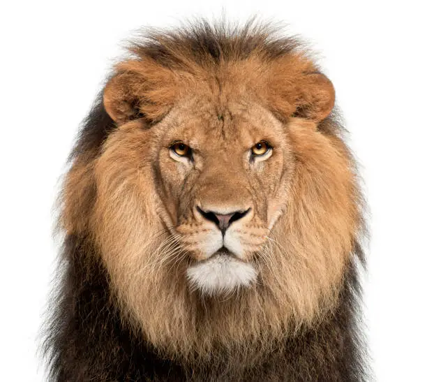 Photo of Close-up of lion, Panthera leo, 8 years old, in front of white background