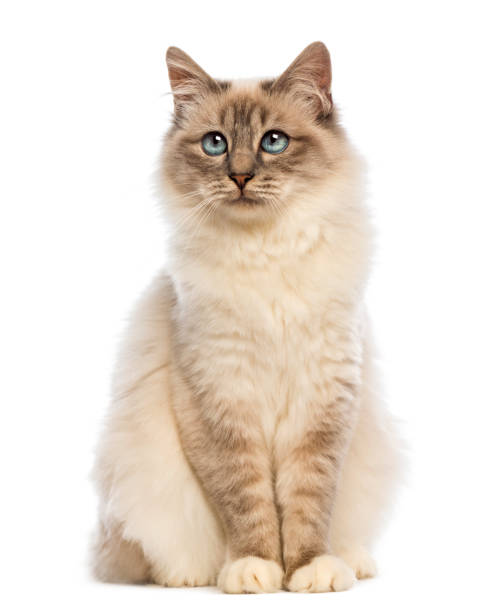 istock Birman sitting and looking up  against white background 944272198
