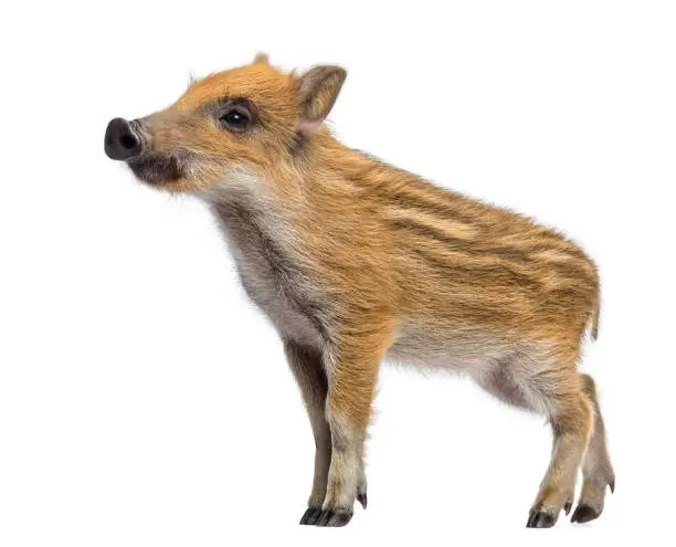 Wild boar, Sus scrofa, 2 months old, standing and looking away, isolated on white