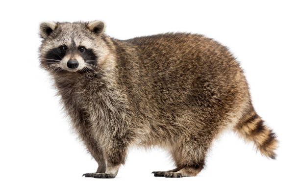 istock Side view of a Racoon, Procyon Iotor, standing, isolated on white 944272400