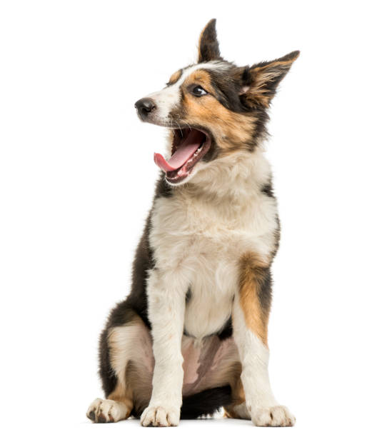 istock Border collie sitting, yawning, isolated on white 944274242