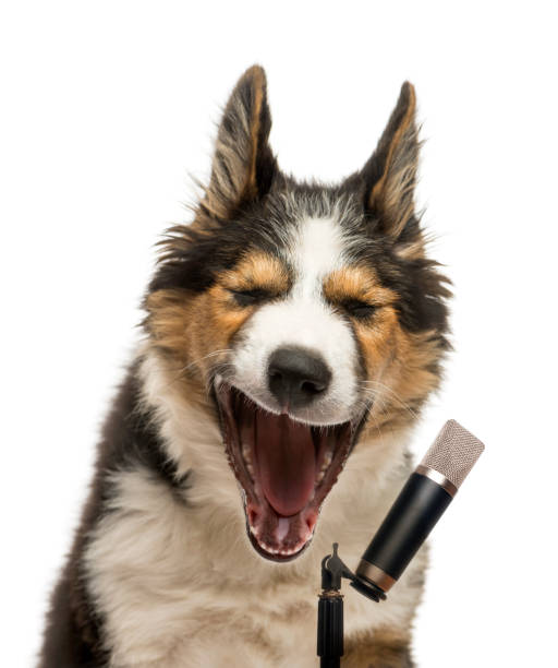 istock Close-up of a Border collie singing into a microphone, isolated on white 944274820
