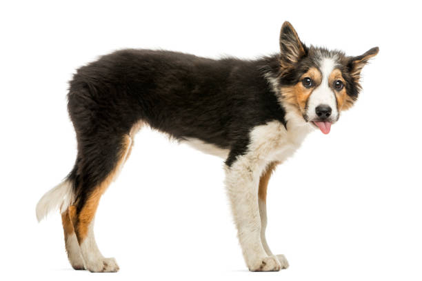 istock Side view of a Border collie making a face, isolated on white 944274896
