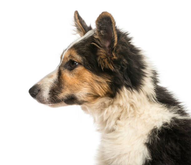 istock Close-up of a Border collie, isolated on white 944274918