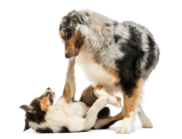 istock Border collie and Australian Shepherd playing together, isolated on white 944275134