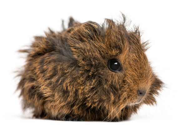 Stock photo showing an indoor enclosure containing short hair, black and white Abyssinian guinea pig / tortoiseshell cavy sow hiding in wooden house.