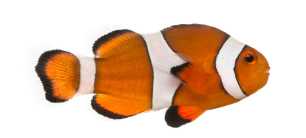 istock Ocellaris clownfish, Amphiprion ocellaris, isolated on white 944275348