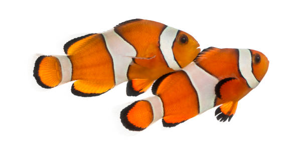 istock Two Ocellaris clownfish, Amphiprion ocellaris, isolated on white 944275368