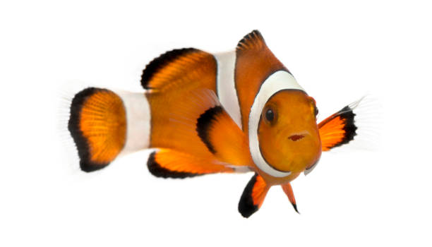 ocellaris clownfische, amphiprion ocellaris, isoliert auf weiss - anemonenfisch stock-fotos und bilder