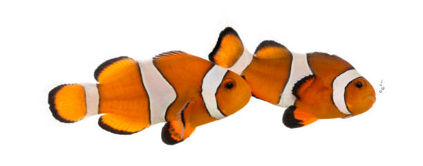 istock Two Ocellaris clownfish, Amphiprion ocellaris, isolated on white 944275402