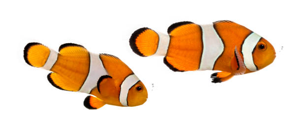 istock Two bubbling Ocellaris clownfish, Amphiprion ocellaris, isolated on white 944275428