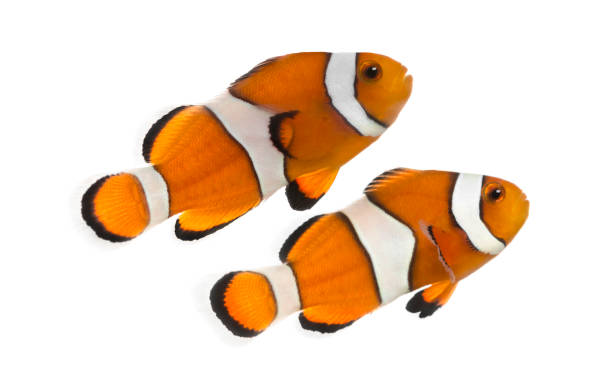 istock Two Ocellaris clownfish, Amphiprion ocellaris, isolated on white 944275436