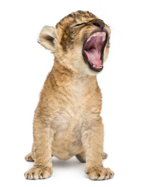 cachorro de león, sentado y rugir, aislado en blanco - cachorro de león fotografías e imágenes de stock